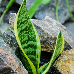 sansevieria_1
