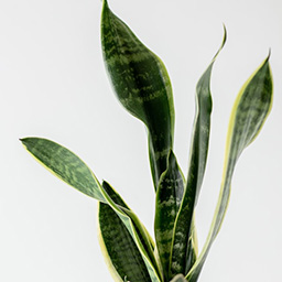 sansevieria_2